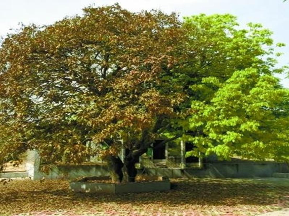 鲁科五四学制版六年级下册生物：第一节水分进入植物体内的途径课件.ppt_第2页