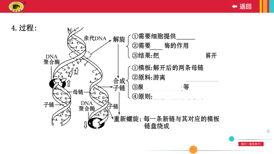 高中生物《DNA分子的复制》优秀课件.pptx_第3页