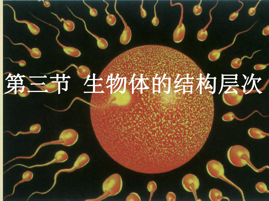 第三节生物体的结构层次.ppt_第2页