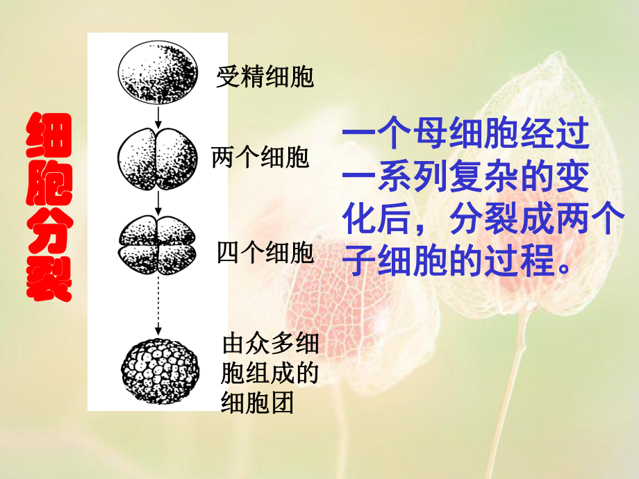 第三节生物体的结构层次.ppt_第3页