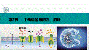 4.2主动运输与胞吞胞吐 ppt课件-2023新人教版（2019）《高中生物》必修第一册.pptx