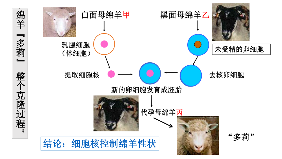 3.3细胞核的结构与功能 ppt课件-2023新人教版（2019）《高中生物》必修第一册.pptx_第1页