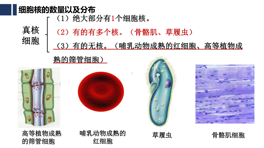 3.3细胞核的结构与功能 ppt课件-2023新人教版（2019）《高中生物》必修第一册.pptx_第3页