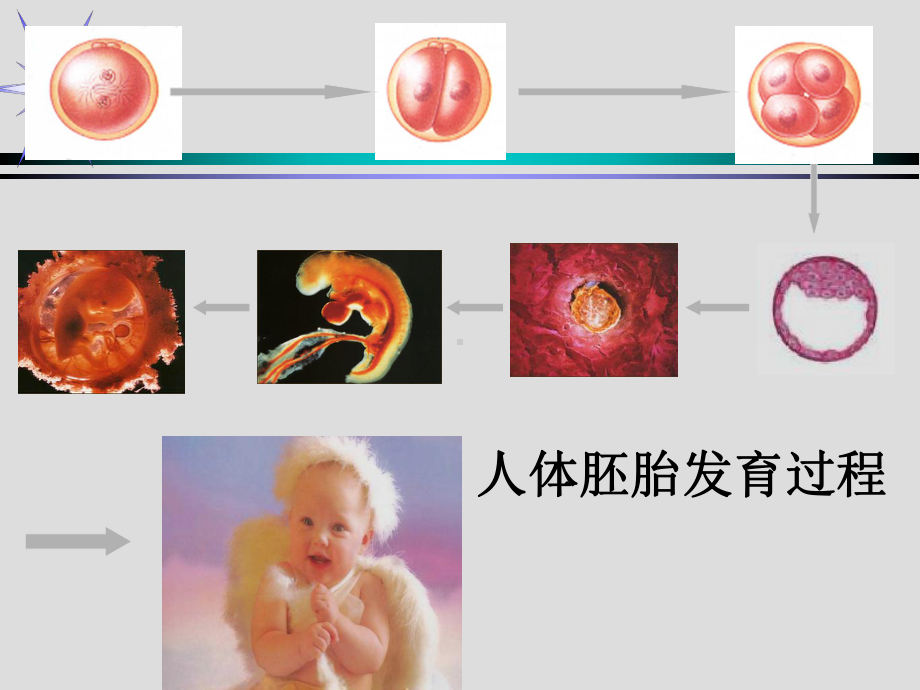 6.2细胞的分化 ppt课件--2023新人教版（2019）《高中生物》必修第一册.pptx_第2页