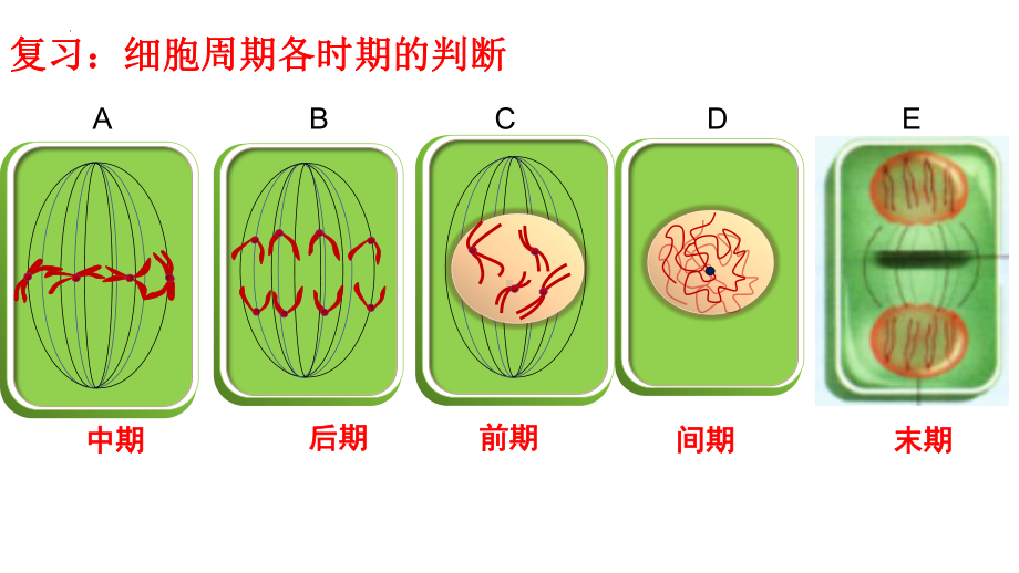 6.1细胞的增殖第二课时 ppt课件-2023新人教版（2019）《高中生物》必修第一册.pptx_第2页