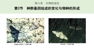 6.3.1种群基因组成的变化 ppt课件 -2023新人教版（2019）《高中生物》必修第二册.pptx