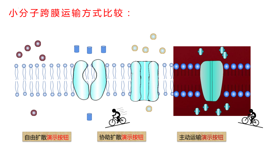 4.2主动运输与胞吞胞吐 ppt课件--2023新人教版（2019）《高中生物》必修第一册.pptx_第2页