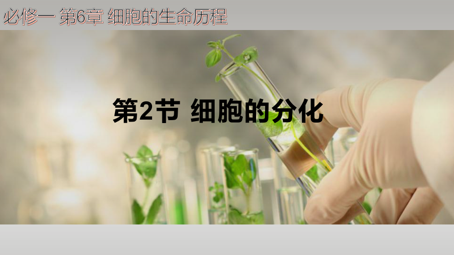 6.2细胞的分化 ppt课件--2023新人教版（2019）《高中生物》必修第一册.pptx_第1页