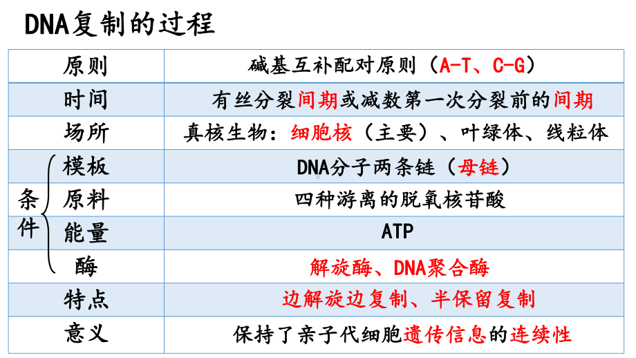 3.3DNA复制的相关计算第2课时ppt课件-2023新人教版（2019）《高中生物》必修第二册.pptx_第2页