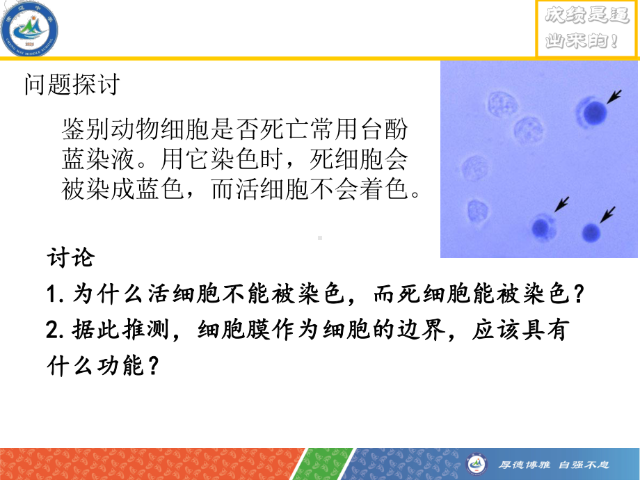 3.1细胞膜的结构和功能 ppt课件-2023新人教版（2019）《高中生物》必修第一册.ppt_第3页