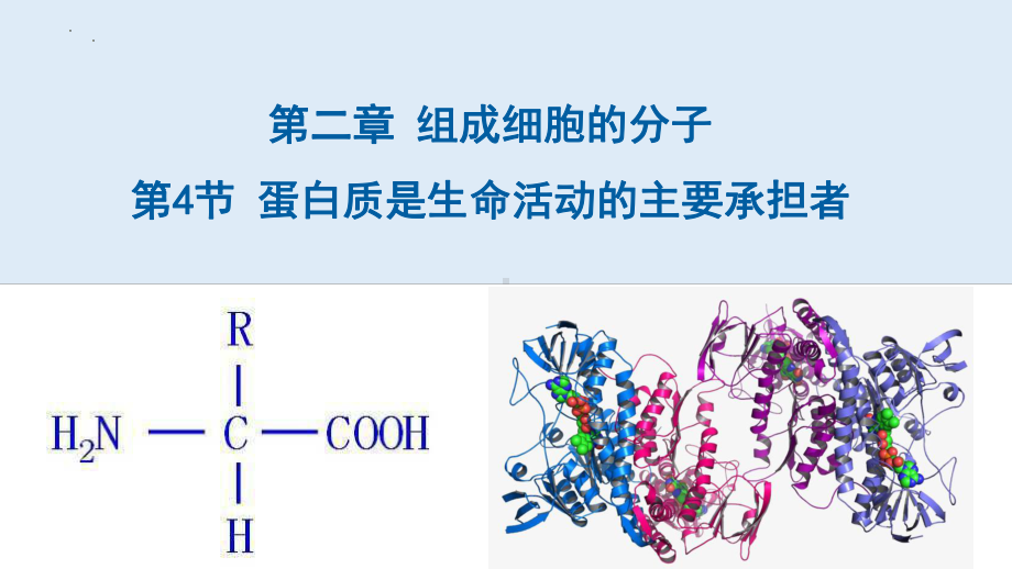 2.4 蛋白质是生命活动的主要承担者 ppt课件-2023新人教版（2019）《高中生物》必修第一册.pptx_第2页