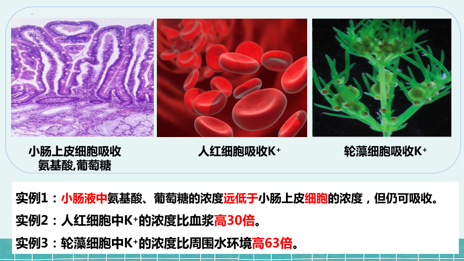 4.2主动运输与胞吞、胞吐 ppt课件--2023新人教版（2019）《高中生物》必修第一册.pptx_第3页