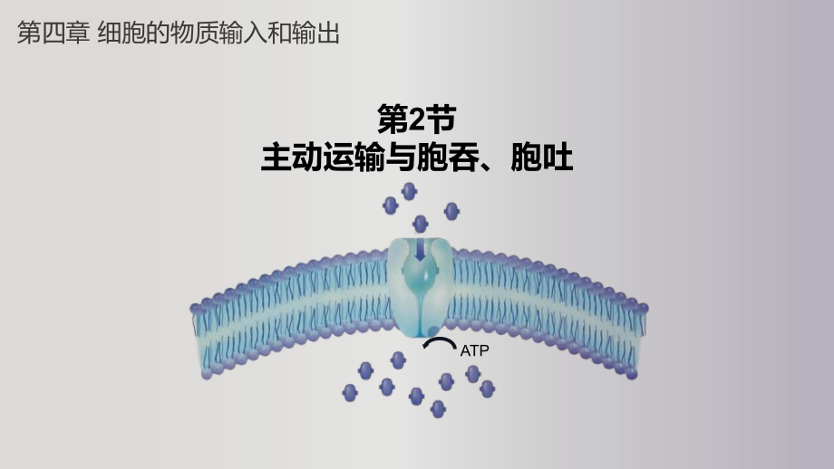 4.2主动运输与胞吞、胞吐 ppt课件-2023新人教版（2019）《高中生物》必修第一册.pptx_第2页