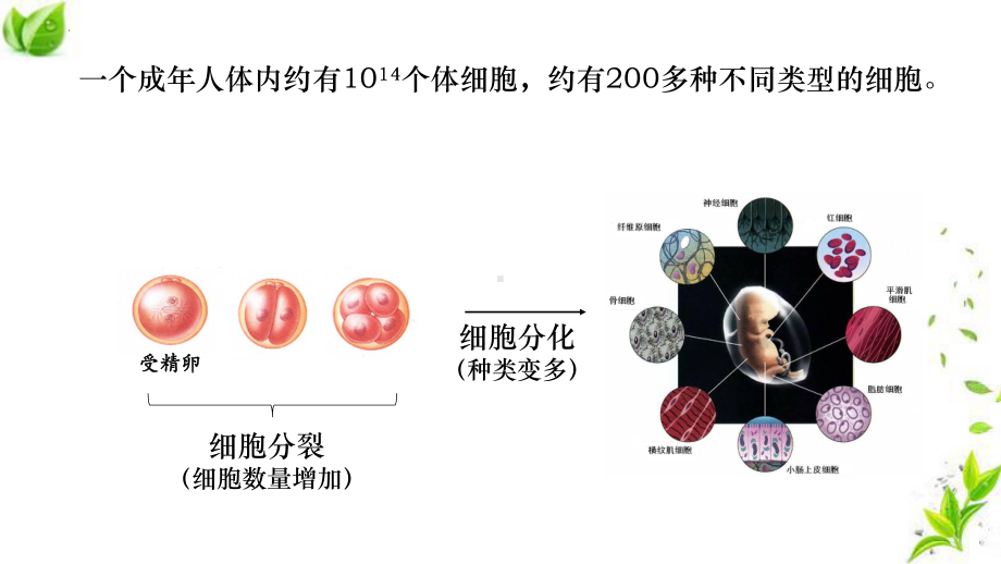 6.2细胞的分化 ppt课件--2023新人教版（2019）《高中生物》必修第一册.pptx_第3页