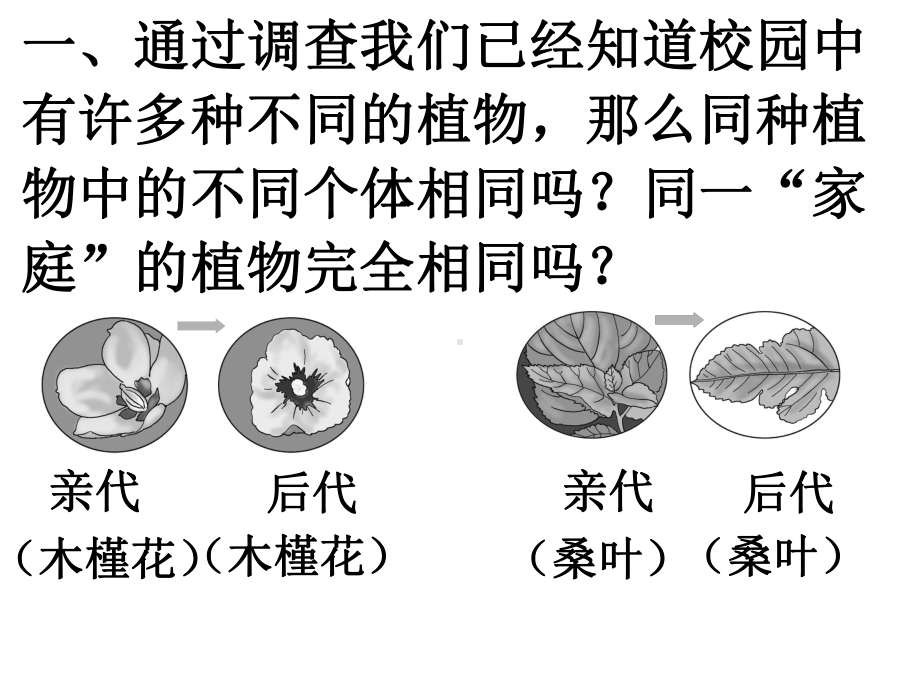 第二单元 生物的多样性第3课时 形形色色的植物 考前复习训练课件 教科版科学六年级下册.pptx_第2页