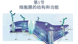 3.1细胞膜的结构和功能 ppt课件--2023新人教版（2019）《高中生物》必修第一册.pptx