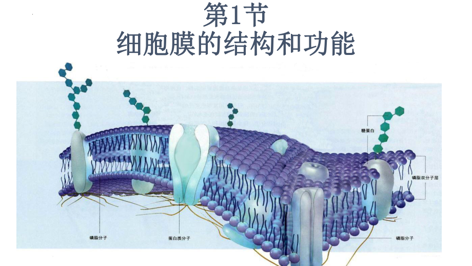 3.1细胞膜的结构和功能 ppt课件--2023新人教版（2019）《高中生物》必修第一册.pptx_第1页