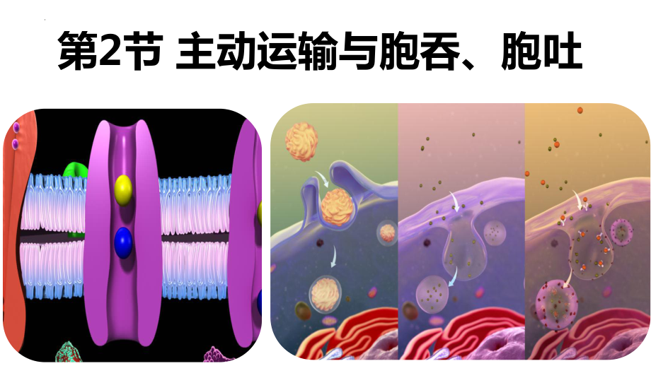 4.2主动运输和胞吞胞吐 ppt课件-2023新人教版（2019）《高中生物》必修第一册.pptx_第1页