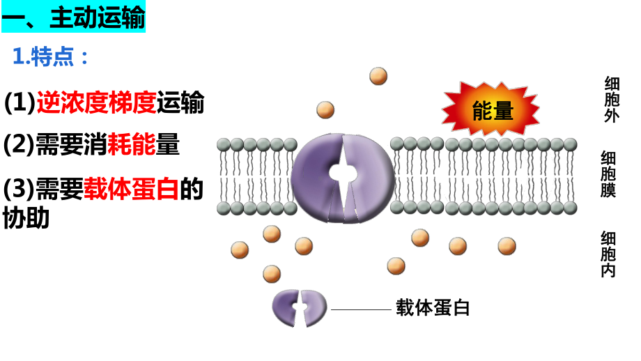 4.2主动运输和胞吞胞吐 ppt课件-2023新人教版（2019）《高中生物》必修第一册.pptx_第3页