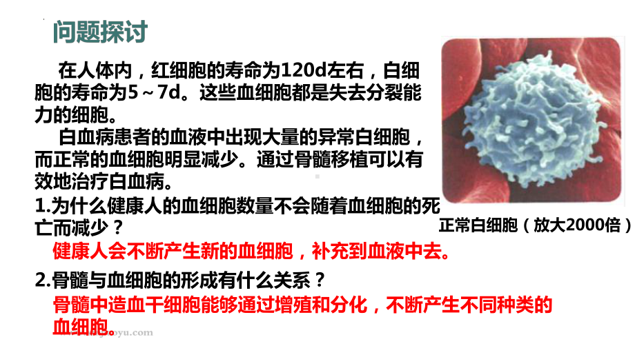 6.2细胞的分化 ppt课件-2023新人教版（2019）《高中生物》必修第一册.pptx_第2页