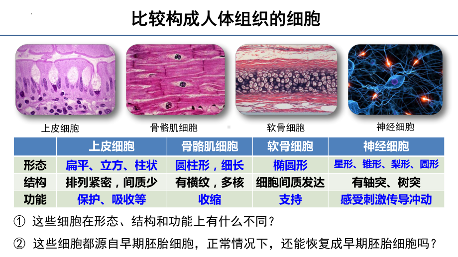 6.2细胞的分化 ppt课件-2023新人教版（2019）《高中生物》必修第一册.pptx_第3页