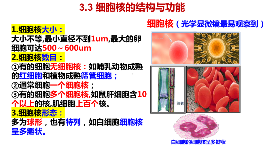 3.3细胞核的结构和功能 ppt课件--2023新人教版（2019）《高中生物》必修第一册.pptx_第3页