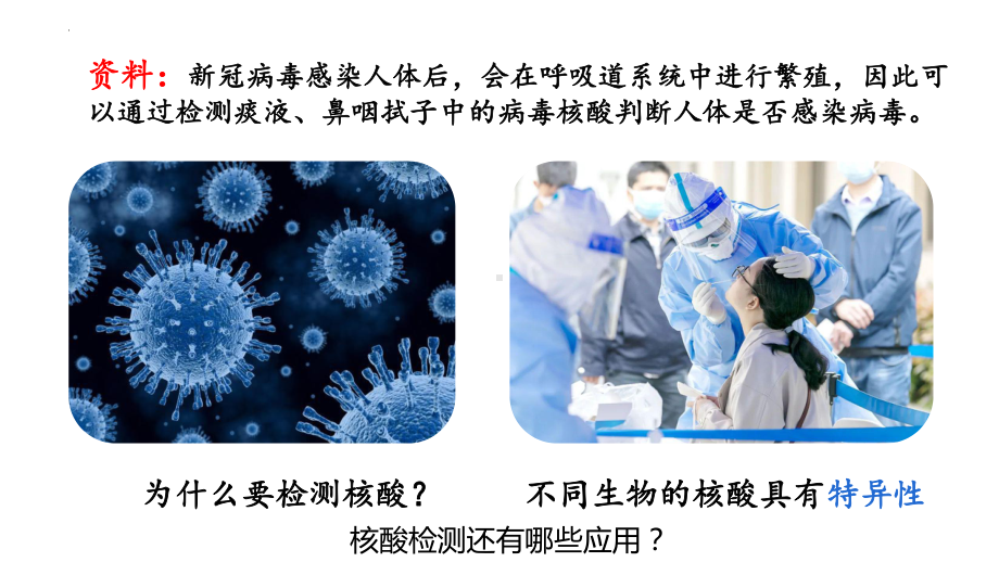 2.5核酸是遗传信息的携带者 ppt课件--2023新人教版（2019）《高中生物》必修第一册.pptx_第2页