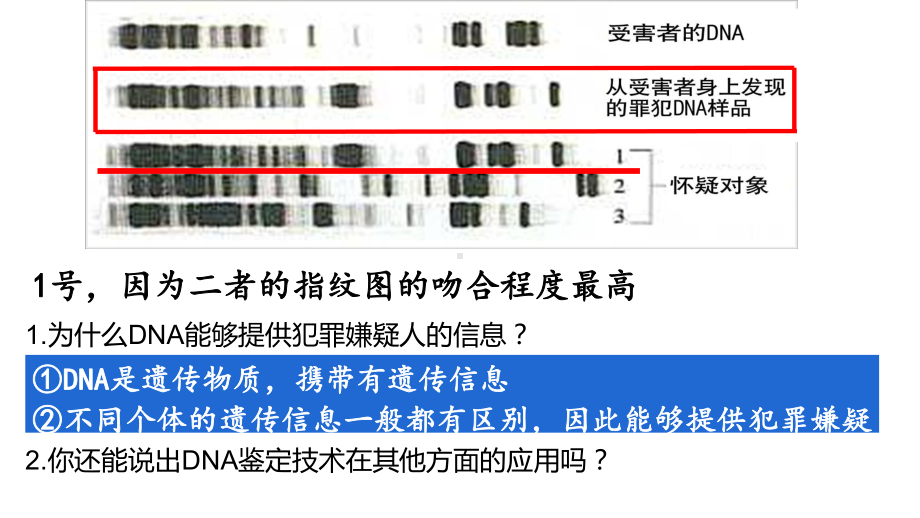 2.5核酸是遗传信息的携带者 ppt课件--2023新人教版（2019）《高中生物》必修第一册.pptx_第3页