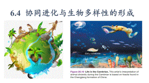 6.4协同进化与生物多样性的形成ppt课件 -2023新人教版（2019）《高中生物》必修第二册.pptx