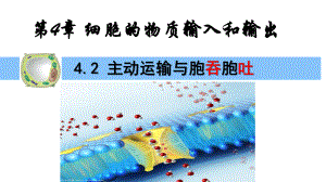 4.2主动运输与胞吞、胞吐 ppt课件(20)-2023新人教版（2019）《高中生物》必修第一册.pptx