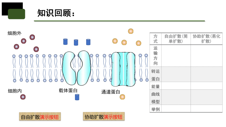 4.2主动运输与胞吞、胞吐 ppt课件(20)-2023新人教版（2019）《高中生物》必修第一册.pptx_第2页