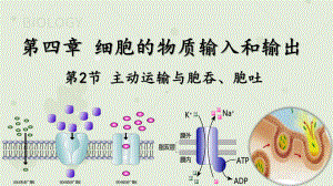 4.2主动运输与胞吞胞吐 ppt课件 -2023新人教版（2019）《高中生物》必修第一册.pptx