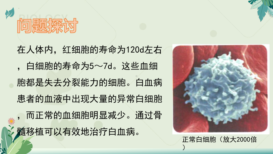 6.2细胞的分化 ppt课件-2023新人教版（2019）《高中生物》必修第一册.pptx_第3页