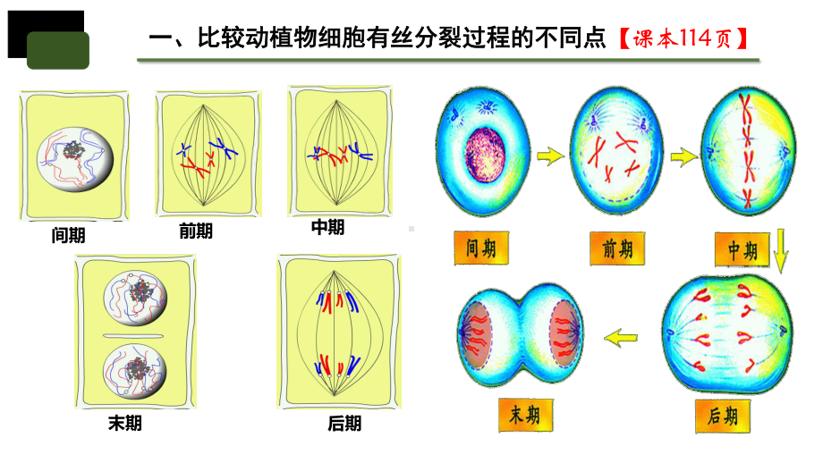 6.1细胞的增殖第二课时 ppt课件-2023新人教版（2019）《高中生物》必修第一册.pptx_第2页