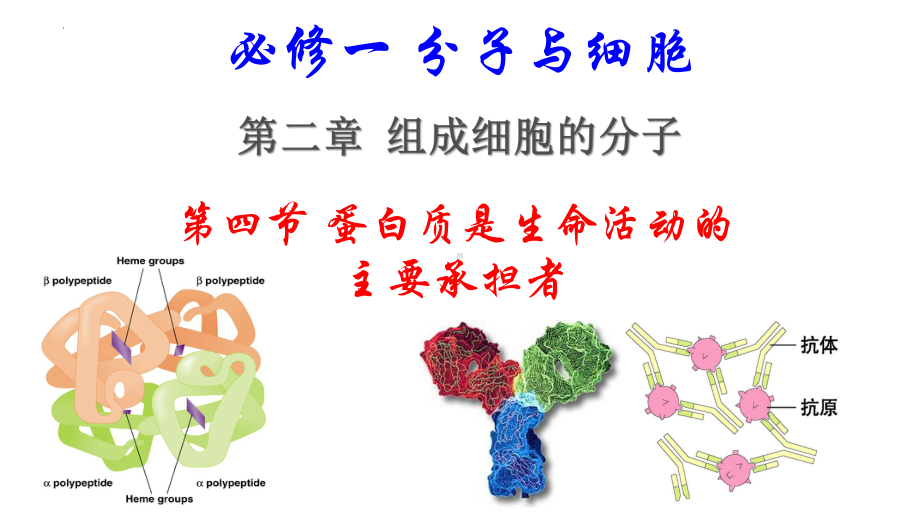 2.4蛋白质是生命活动的主要承担者 ppt课件(20)-2023新人教版（2019）《高中生物》必修第一册.pptx_第3页