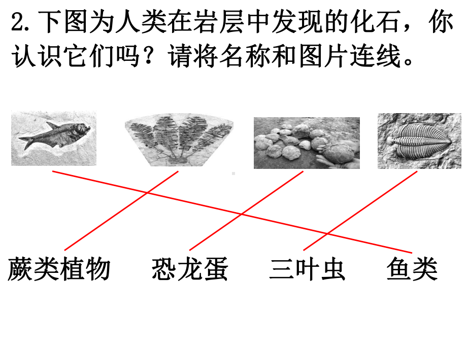 第二单元 生物的多样性第6课时 古代生物的多样性 考前复习训练课件 教科版科学六年级下册.pptx_第3页