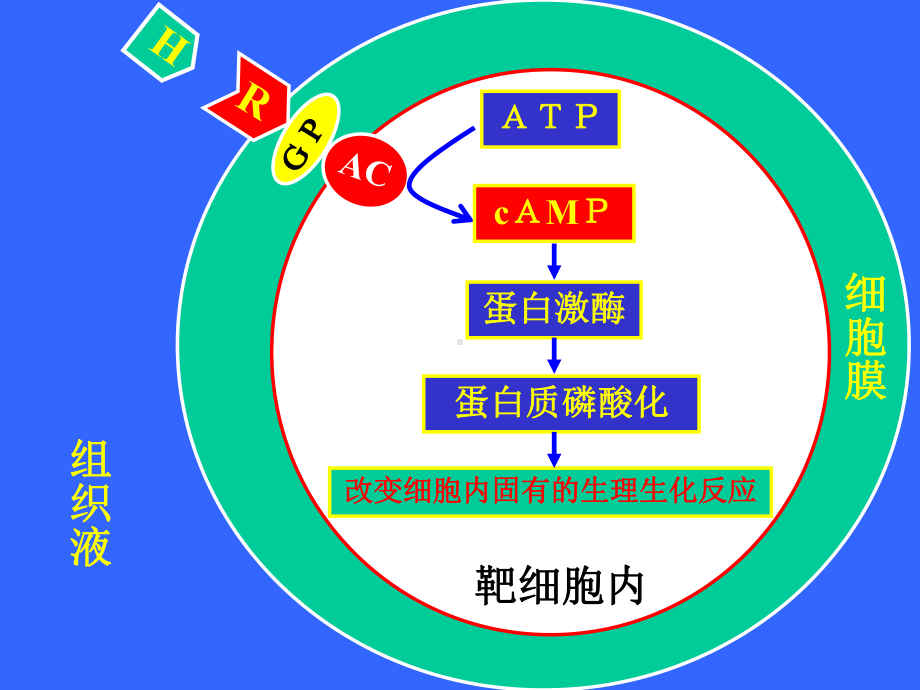 动物生理学 内分泌生理2.ppt_第1页