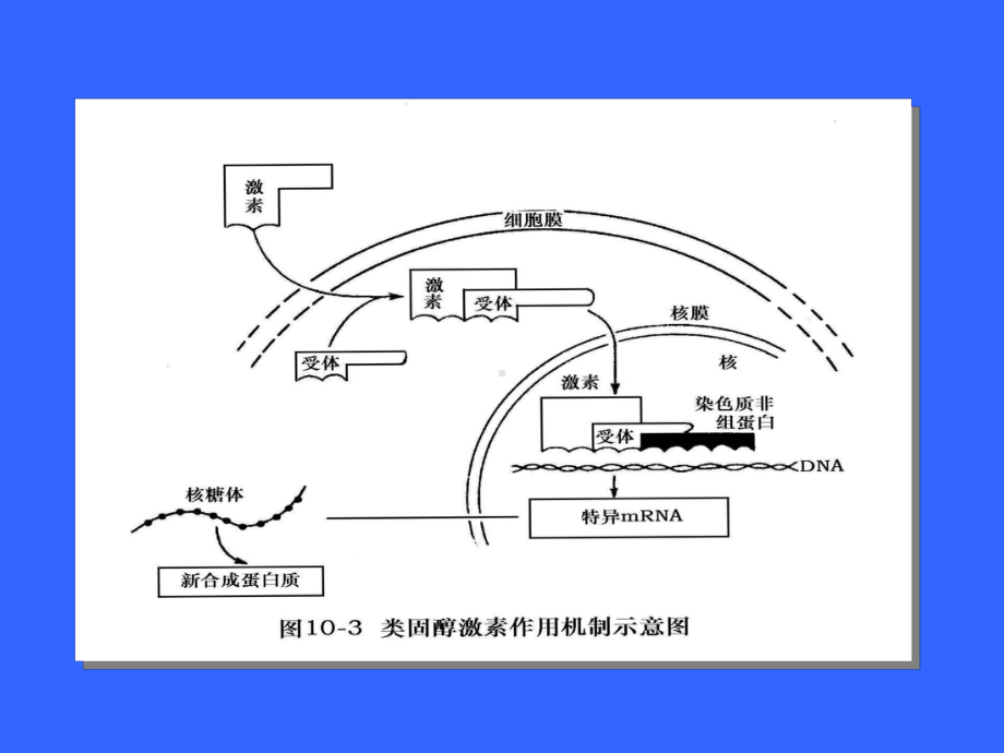 动物生理学 内分泌生理2.ppt_第2页