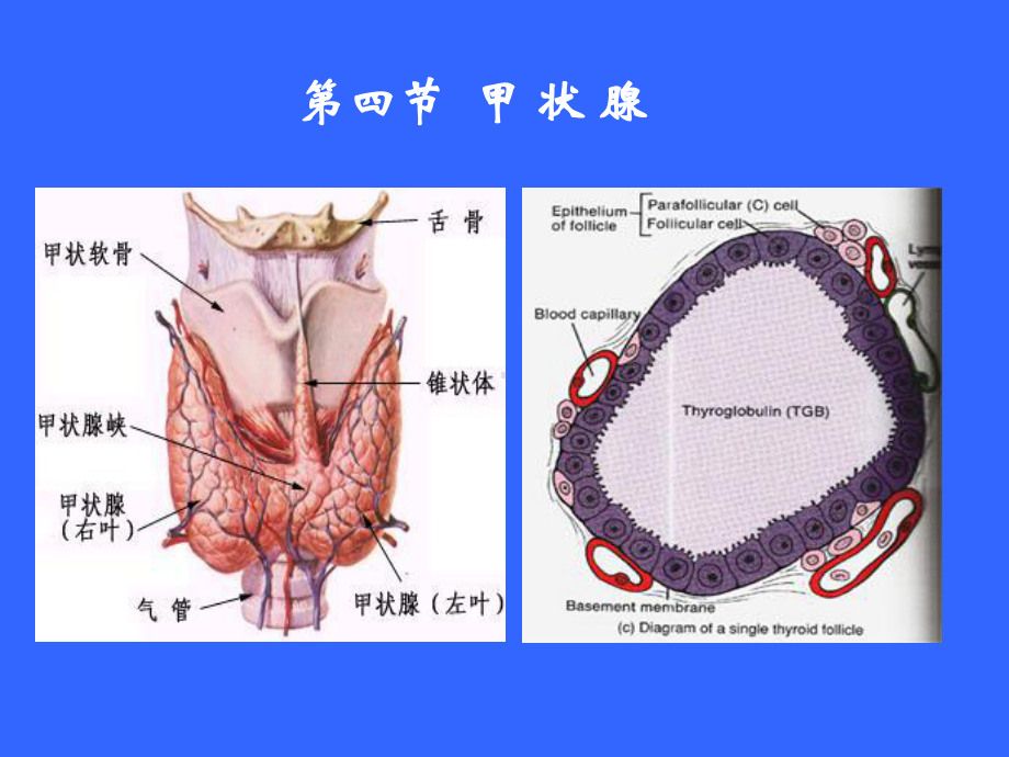 动物生理学 内分泌生理2.ppt_第3页