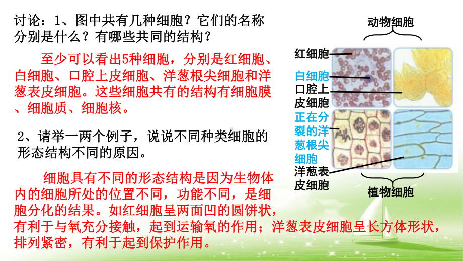 1.2 细胞的多样性和统一性 ppt课件-2023新人教版（2019）必修第一册.pptx_第2页