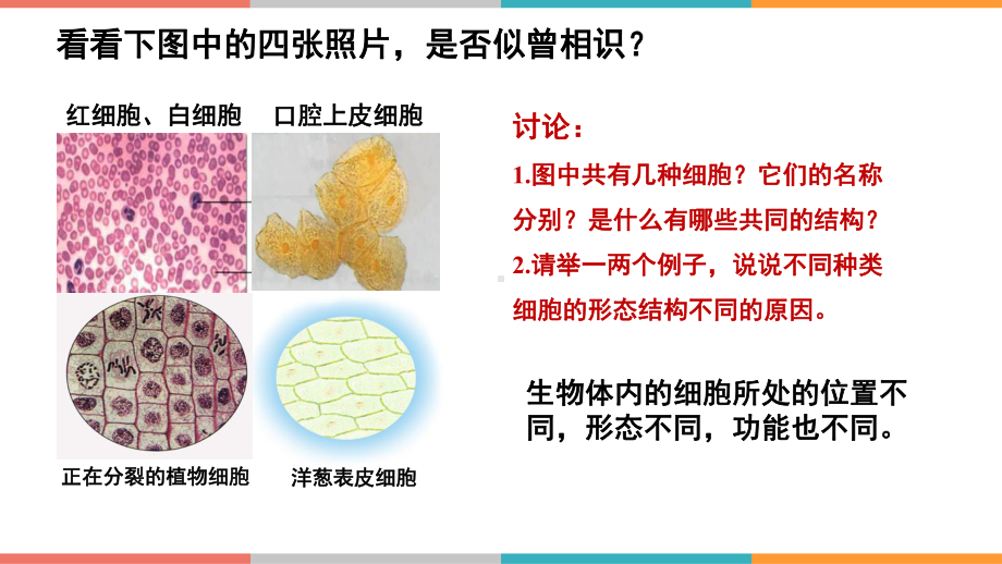 1.2 细胞的多样性和统一性 ppt课件--2023新人教版（2019）必修第一册.pptx_第2页