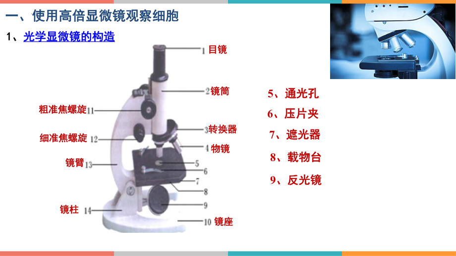 1.2 细胞的多样性和统一性 ppt课件--2023新人教版（2019）必修第一册.pptx_第3页