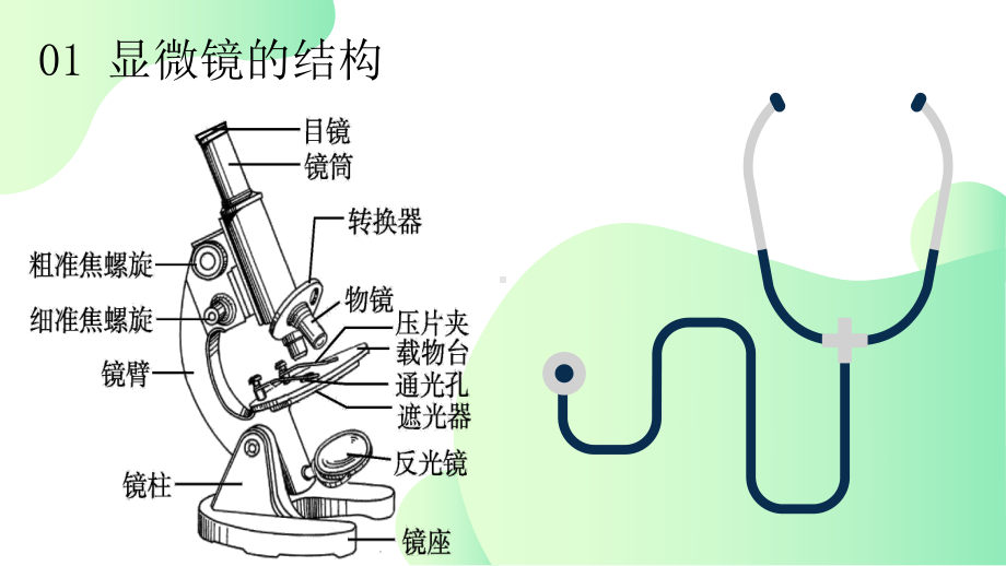 1.2细胞的多样性和统一性 ppt课件-2023新人教版（2019）必修第一册.pptx_第3页