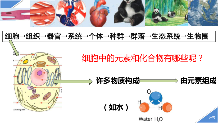 2.1组成细胞的元素和化合物 ppt课件-2023新人教版（2019）必修第一册.pptx_第2页