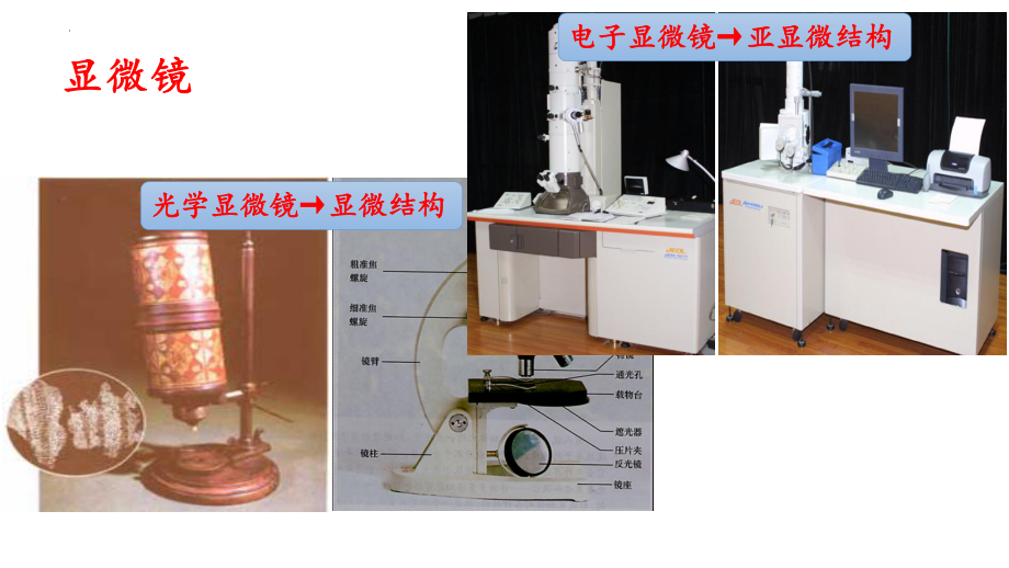 1.2 细胞的多样性和统一性 ppt课件-2023新人教版（2019）必修第一册.pptx_第3页