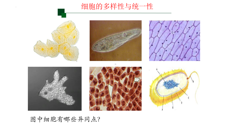 1.2 细胞的多样性和统一性 ppt课件-2023新人教版（2019）必修第一册.pptx_第2页