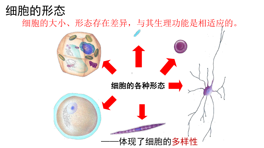 1.2 细胞的多样性和统一性 ppt课件-2023新人教版（2019）必修第一册.pptx_第3页