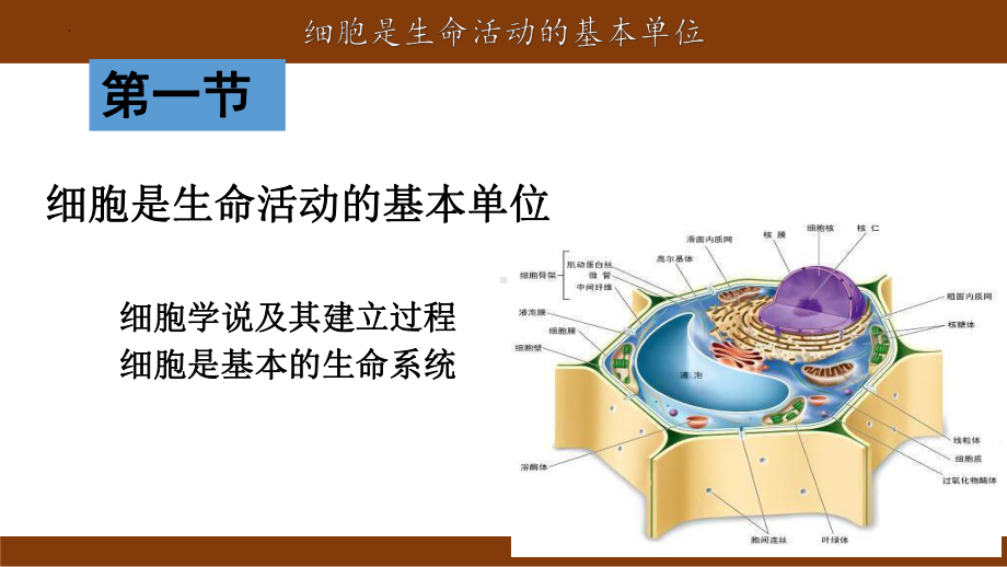 1.1细胞是生命活动的基本单位 ppt课件(33)-2023新人教版（2019）必修第一册.pptx_第2页