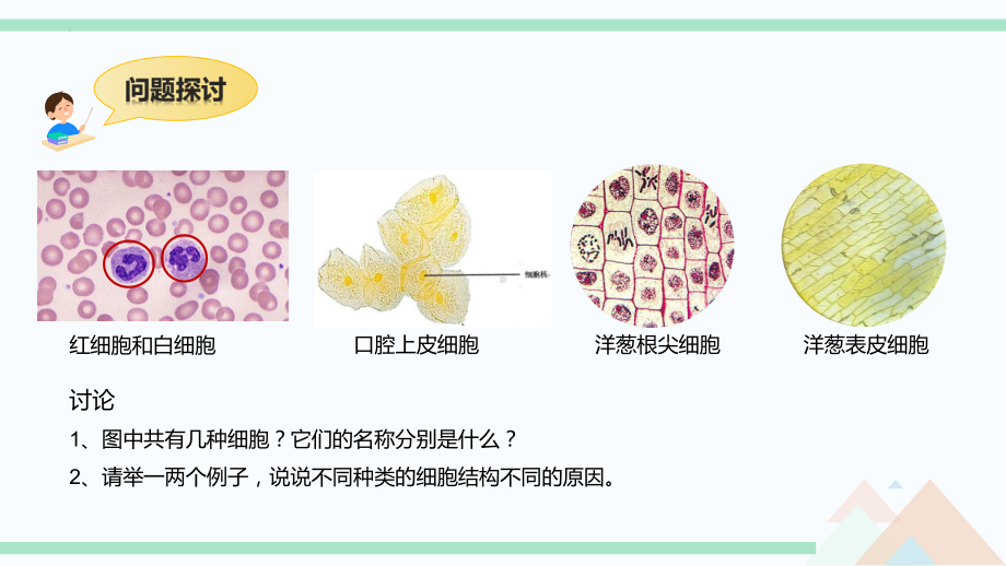 1.2 细胞的多样性和统一性 ppt课件-2023新人教版（2019）必修第一册.pptx_第2页