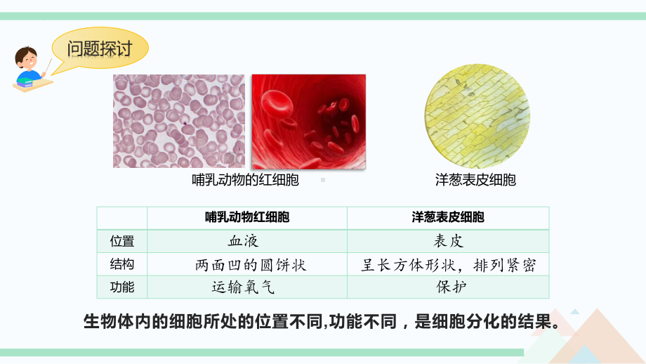 1.2 细胞的多样性和统一性 ppt课件-2023新人教版（2019）必修第一册.pptx_第3页